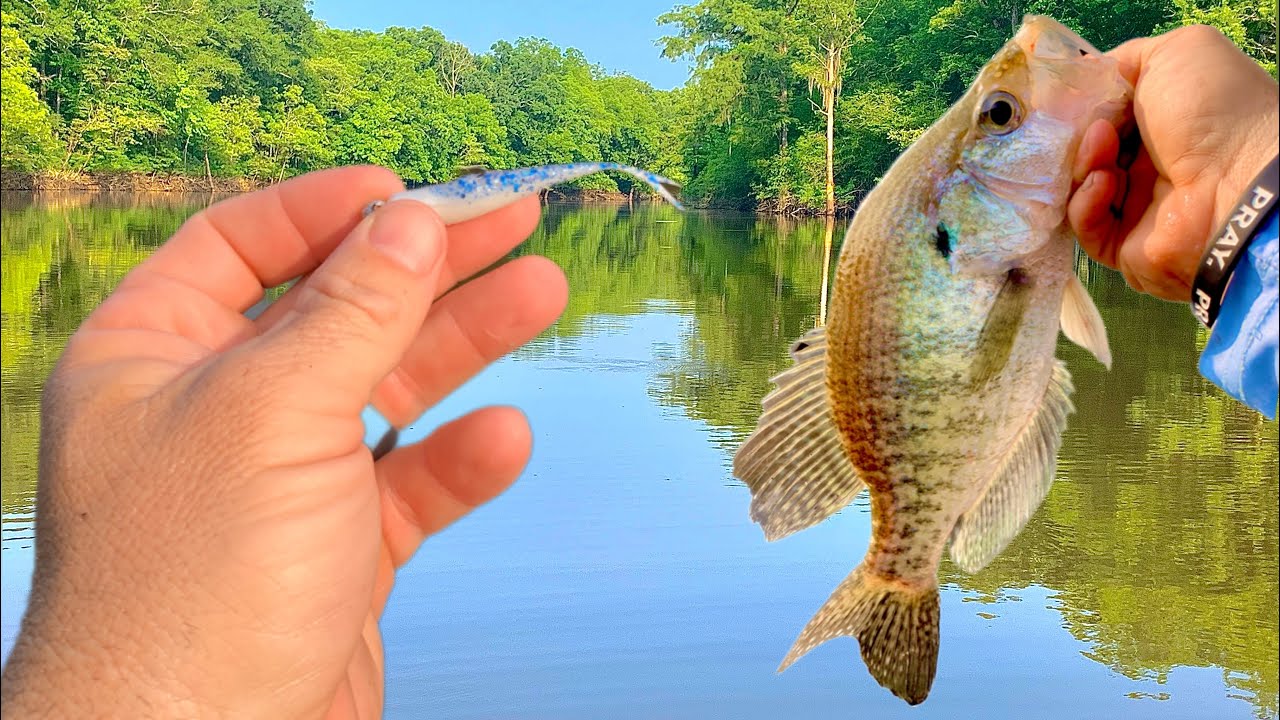 This Crappie Lure Will Flat Out Put More Fish in YOUR Boat In 2023!!  #fishing #livescope