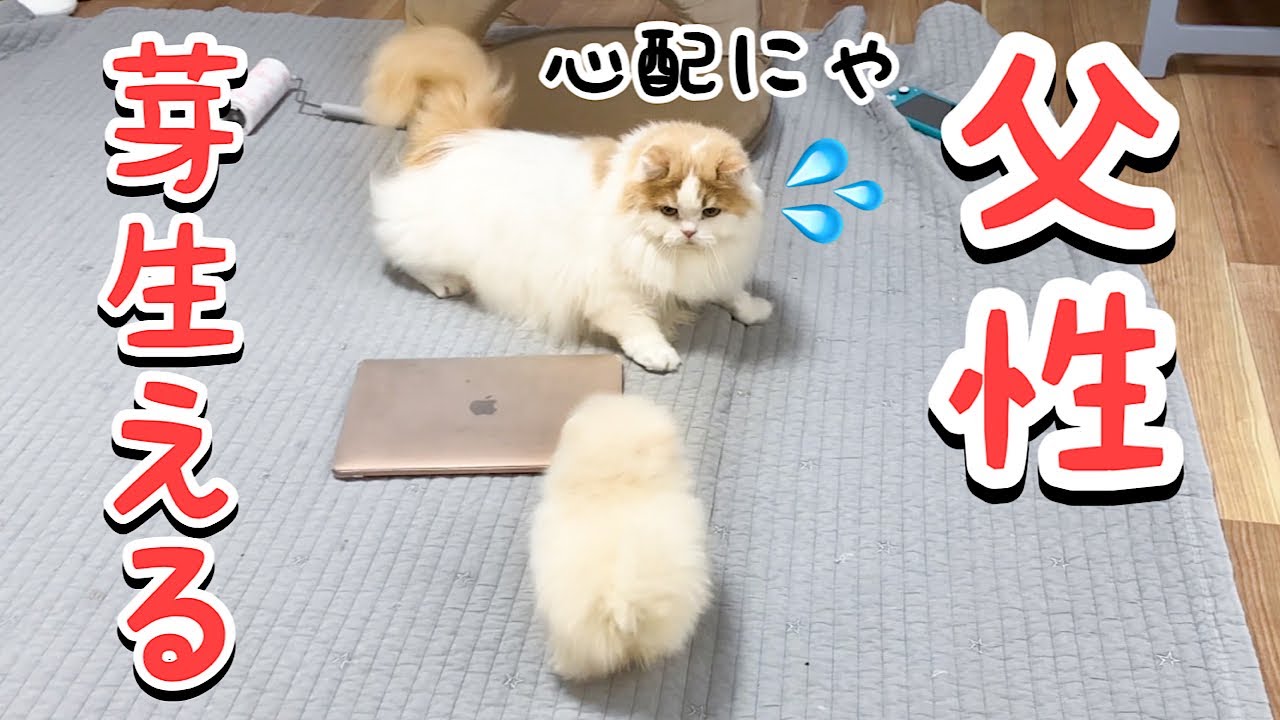 子犬に父性が爆発する猫が健気すぎた！【成長記録12】