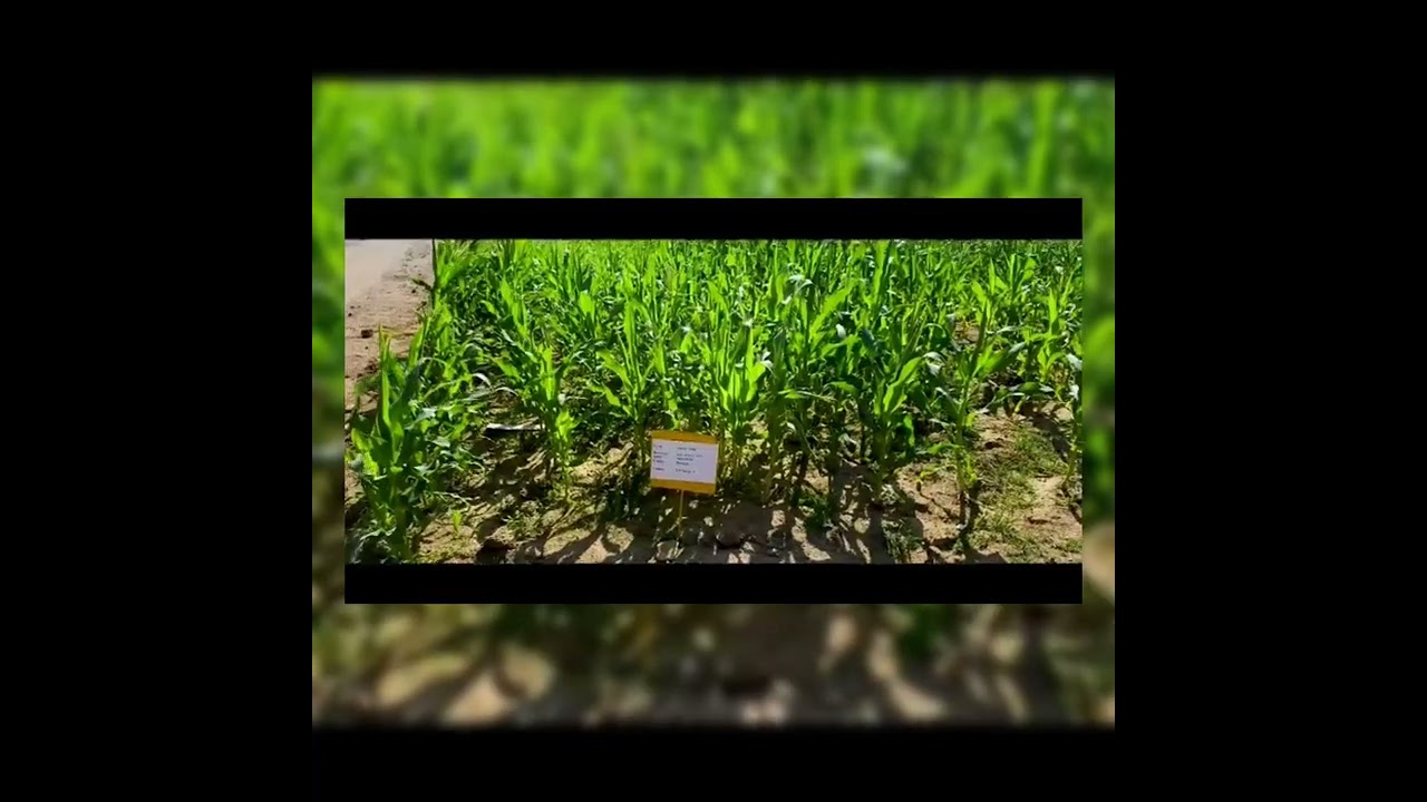SCHOOL OF AGRICULTURAL SCIENCES MALLA REDDY UNIVERSITY FIELD VIEW