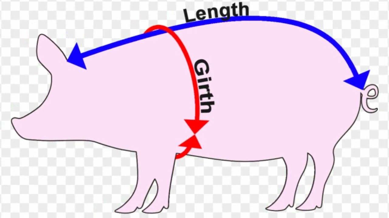 Kupima Uzito wa Nguruwe kwa Kutumia Tape Measure [To calculate pig weight using a measuring tape ]