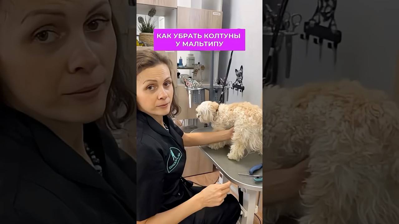 Груминг &mdash; это не только вау-стрижки, но и рутина, которая превращает работу в мастерство✂️🐾