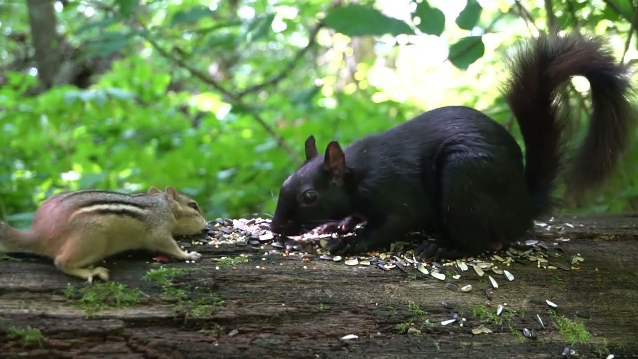 10 Hour CAT TV - Dinner Date in the Forest with Black Squirrels and Chipmunks - Sept 06, 2023
