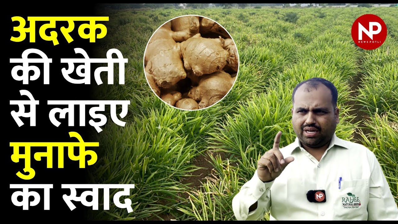 कमाई वाली अदरक की खेतीः बीज का 10 गुना उत्पादन | Ginger Farming on Raise Bed l इस साल खूब हुआ मुनाफा