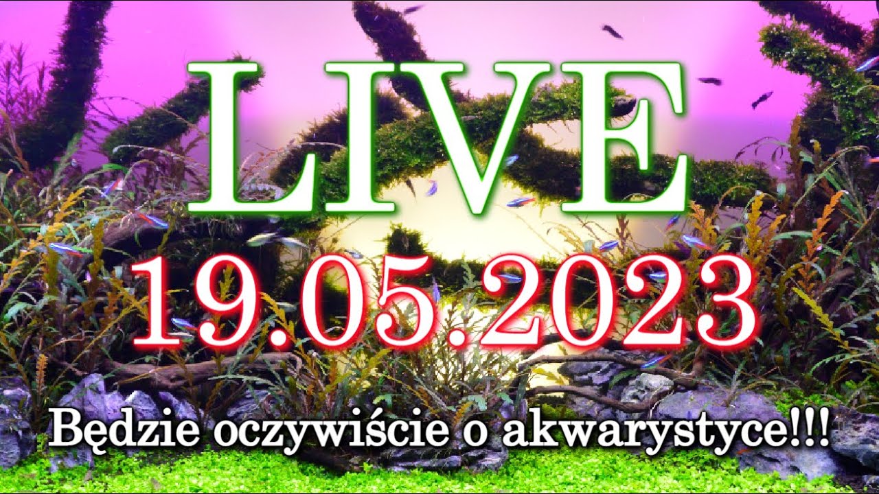 LIVE akwarystyczny 19.05.23. Pytania i odpowiedzi. Damian Lewiński, Patryk Jaworski.