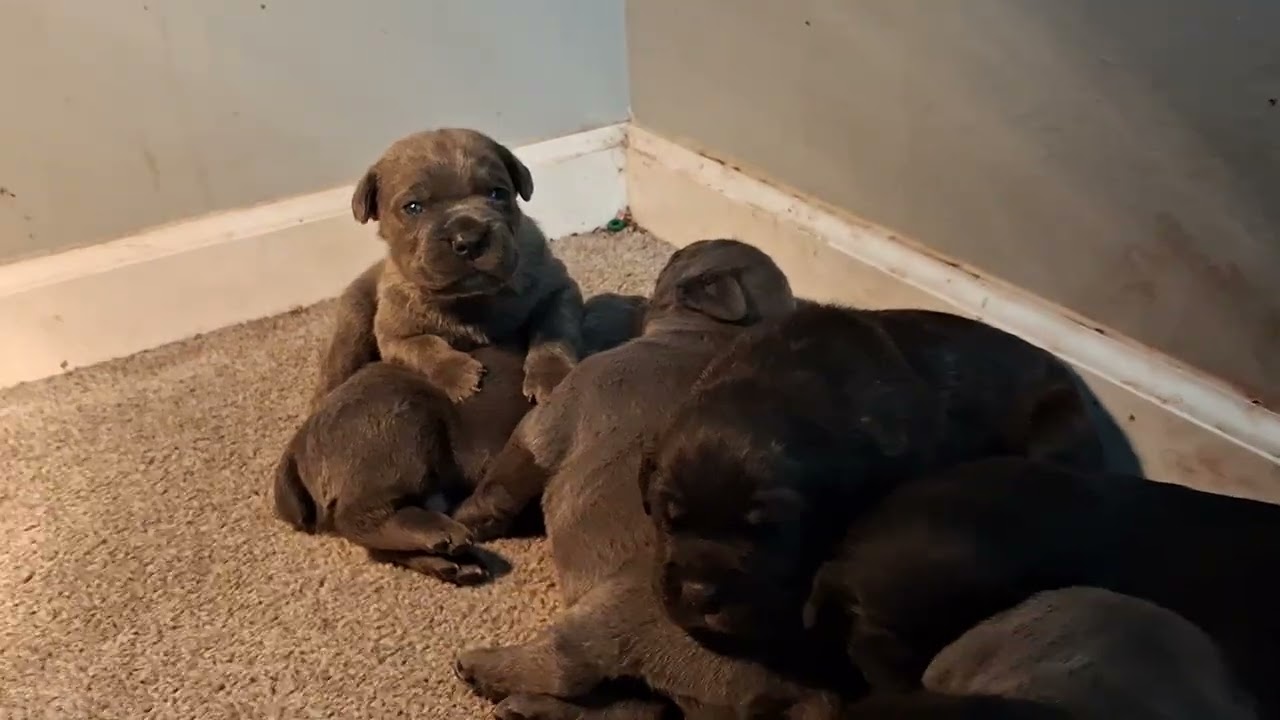 Puppy update 2026