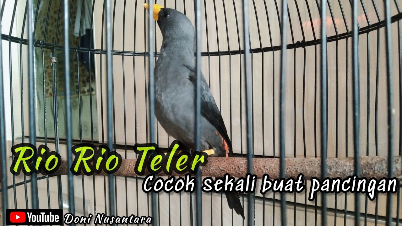 Jalak Rio Rio Gacor TELER // Cocok buat Pancingan Rio Rio Malas Bunyi