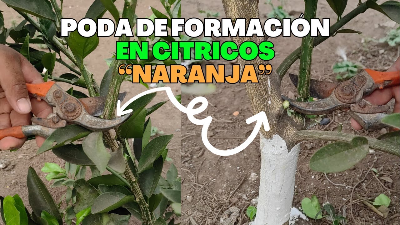 Como hacer la Poda de formación en Cítricos 