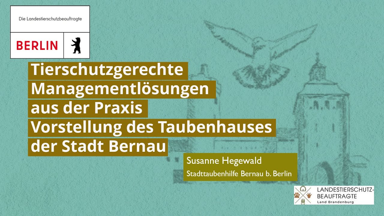 Vorstellung des Taubenhauses der Stadt Bernau - Susanne Hegewald, Gründerin Stadttaubenhilfe Bernau