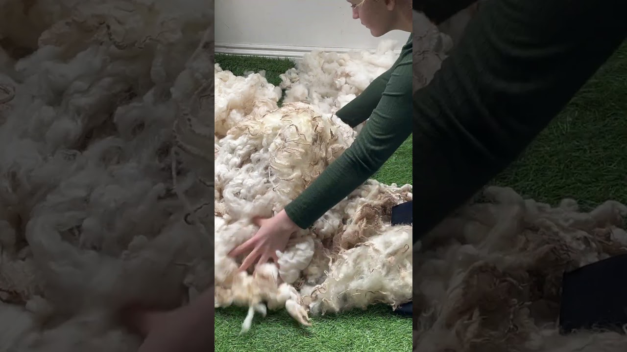 Preparing a sheep fleece for spinning #spinning #spinningyarn #carding #woolencraft #wool #sheep