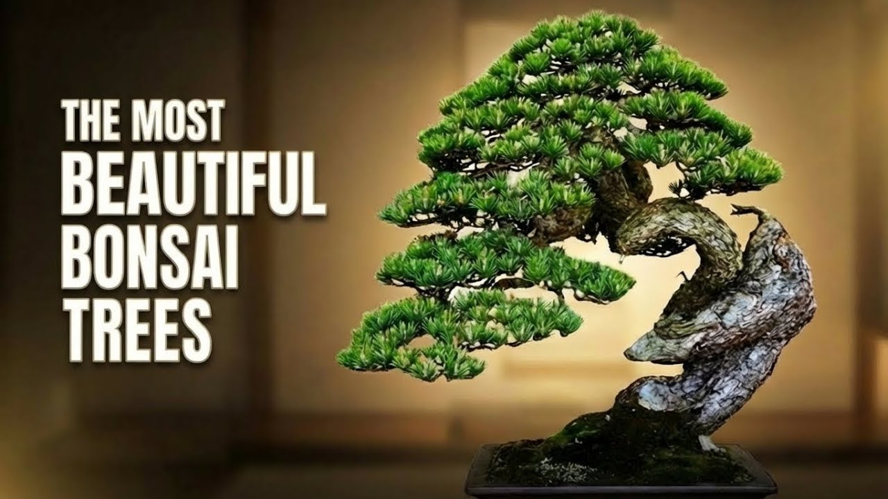 Most Valuable & Exotic Bonsai Trees | Rare Bonsai in the World #8