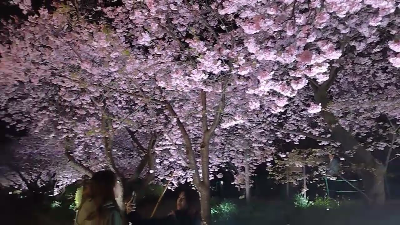 静岡県河津町　夜桜ライトアップ　河津桜まつり