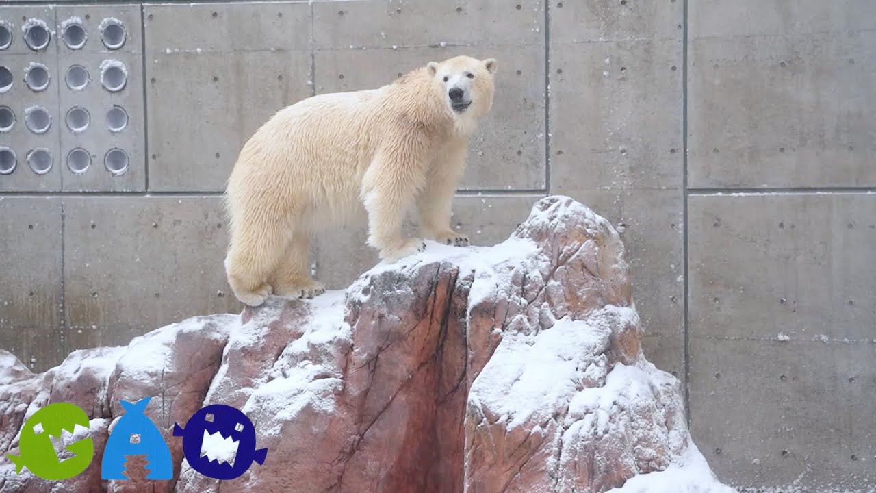 【ユキ・フブキ】大寒波は楽しかったようです
