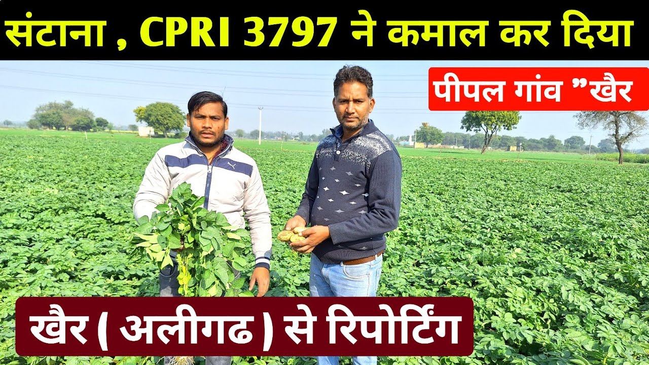 संटाना आलू देखकर किसान खुश हुये 😁 खैर 'अलीगढ से ग्राउंड रिपोर्टिग 🙏 real farmer education #aalu