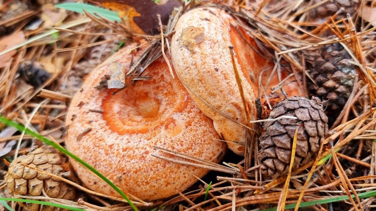 NISCALOS🍄 Y BOLETUS PINICOLA ¡BOSQUE REPLETO DE SETAS! LACTARIUS🌲