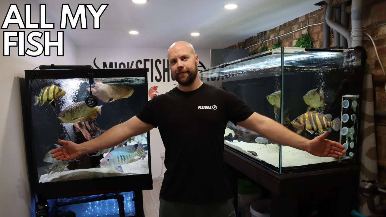 ALL MY FISH MY FISH ROOM TOUR (MICKSFISHUK)