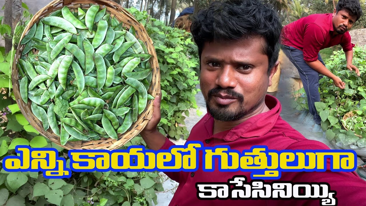 మా దడి మీద  పాకిన చిక్కుడుపాదుకు  చిక్కుడు  కాయలు విరగ కాసేసినియ్యి, ఈ రోజు పెద్ద ప్రమాదం  తప్పింది.