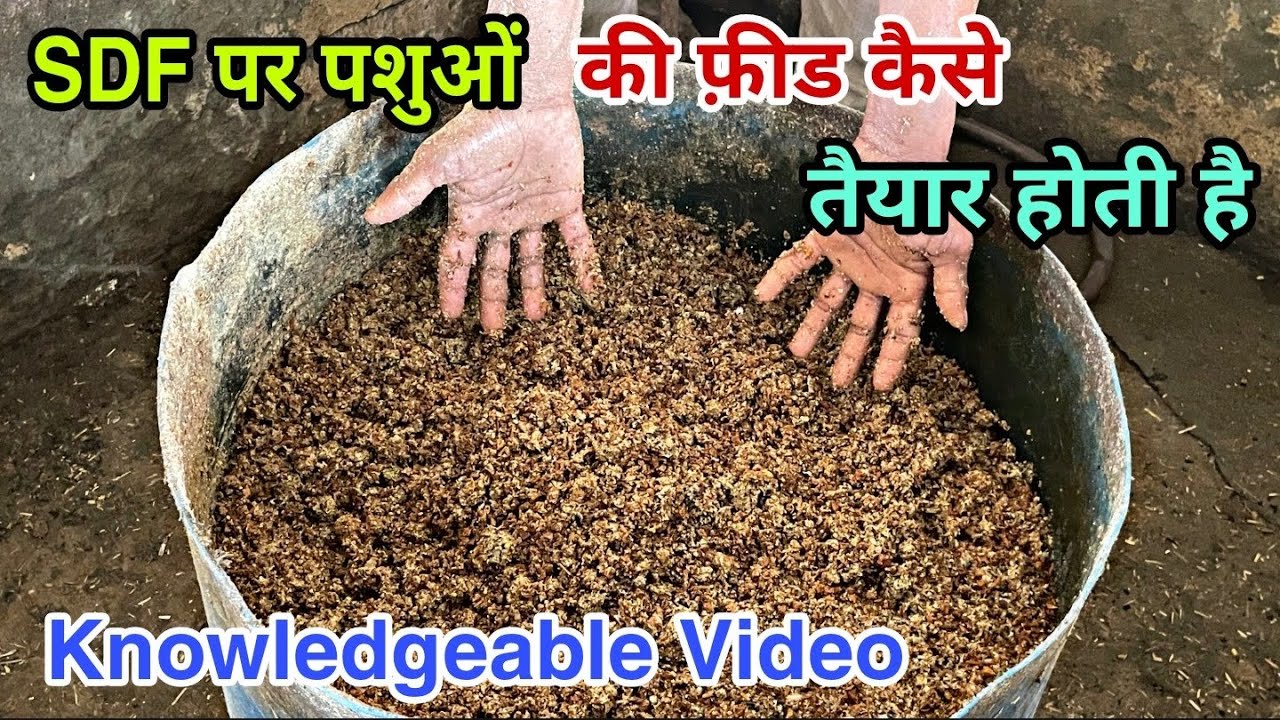 SDF पर पशुओं की फ़ीड कैसे तैयार होती👍💪Knowledgeable Video 🔥🔥अपने पशुओं को कैसे खिलाएं feed
