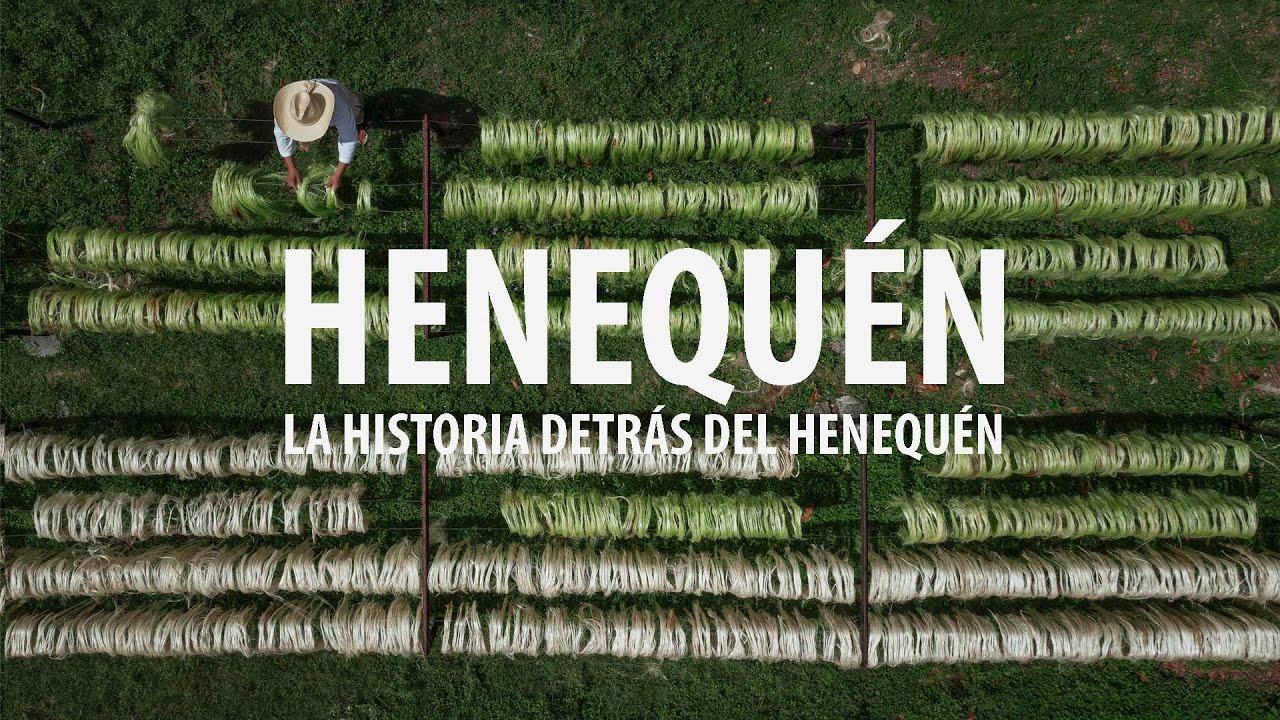 La historia detrás del Henequén