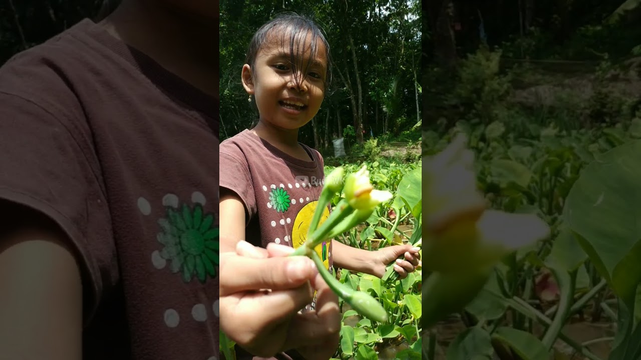 Berburu Genjer Liar Di Sawah || Petualang Alam Si Nindy #budiwk #petualangliar #carakumemasak
