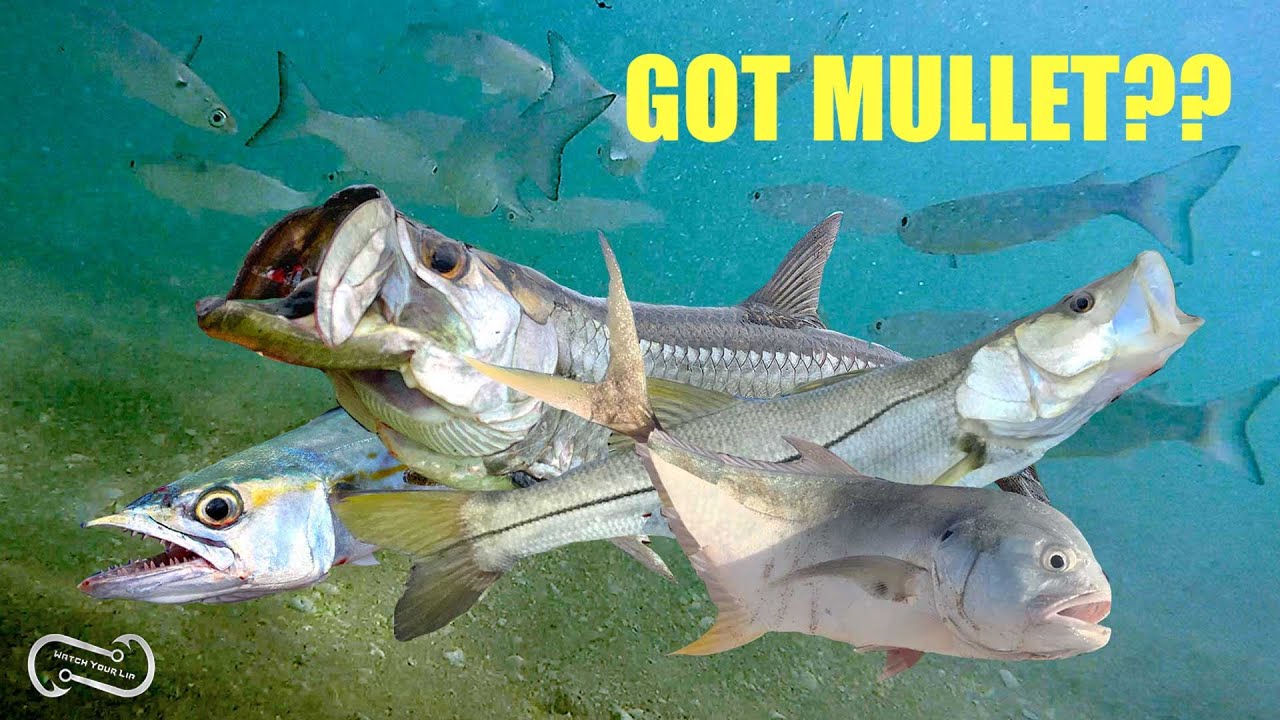 HOW TO FISH THE BEACH IN THE FALL MULLET RUN