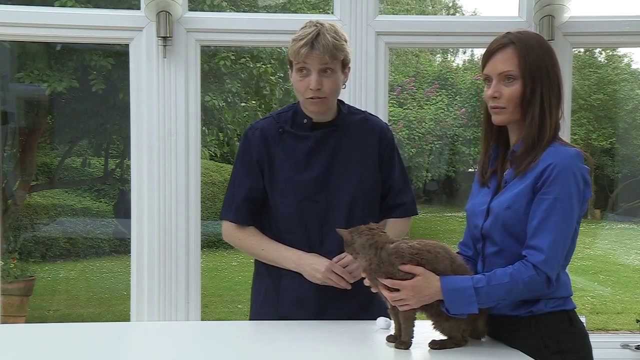 How to give your cat ear drops