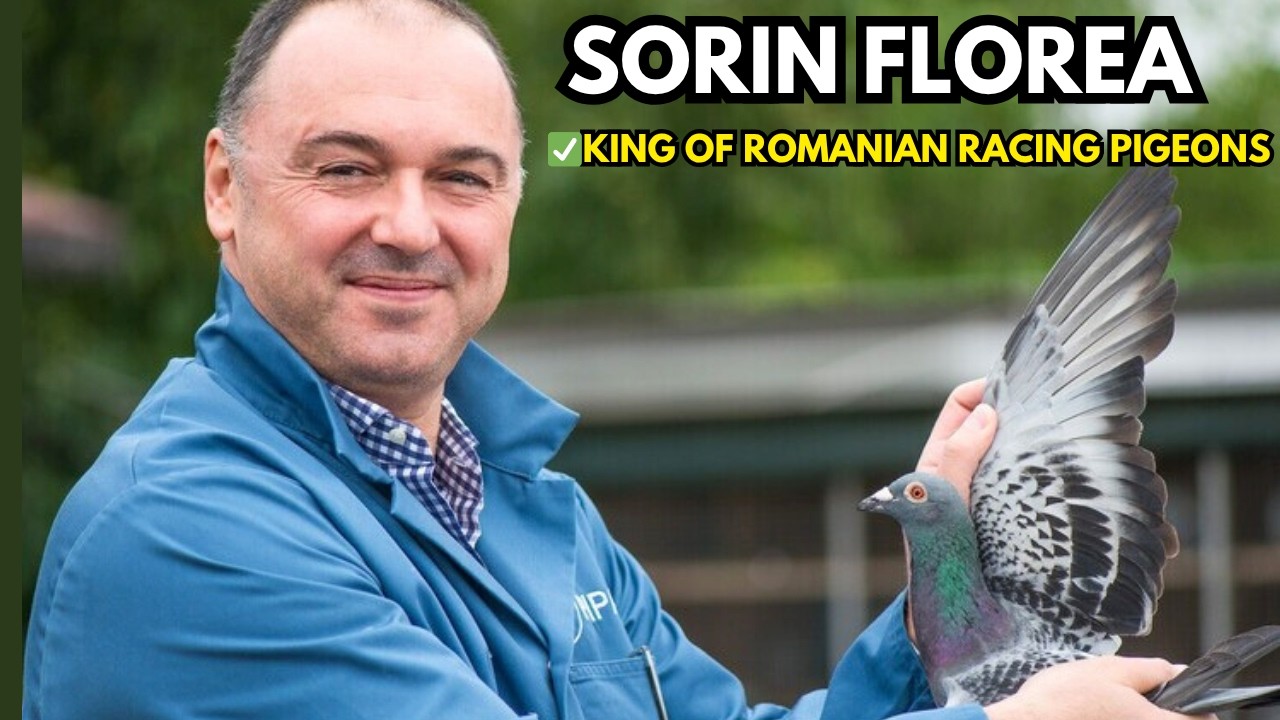 Команда гоночных голубей Florea: концепция на миллион евро, стоящая за самыми умными в мире гоноч...