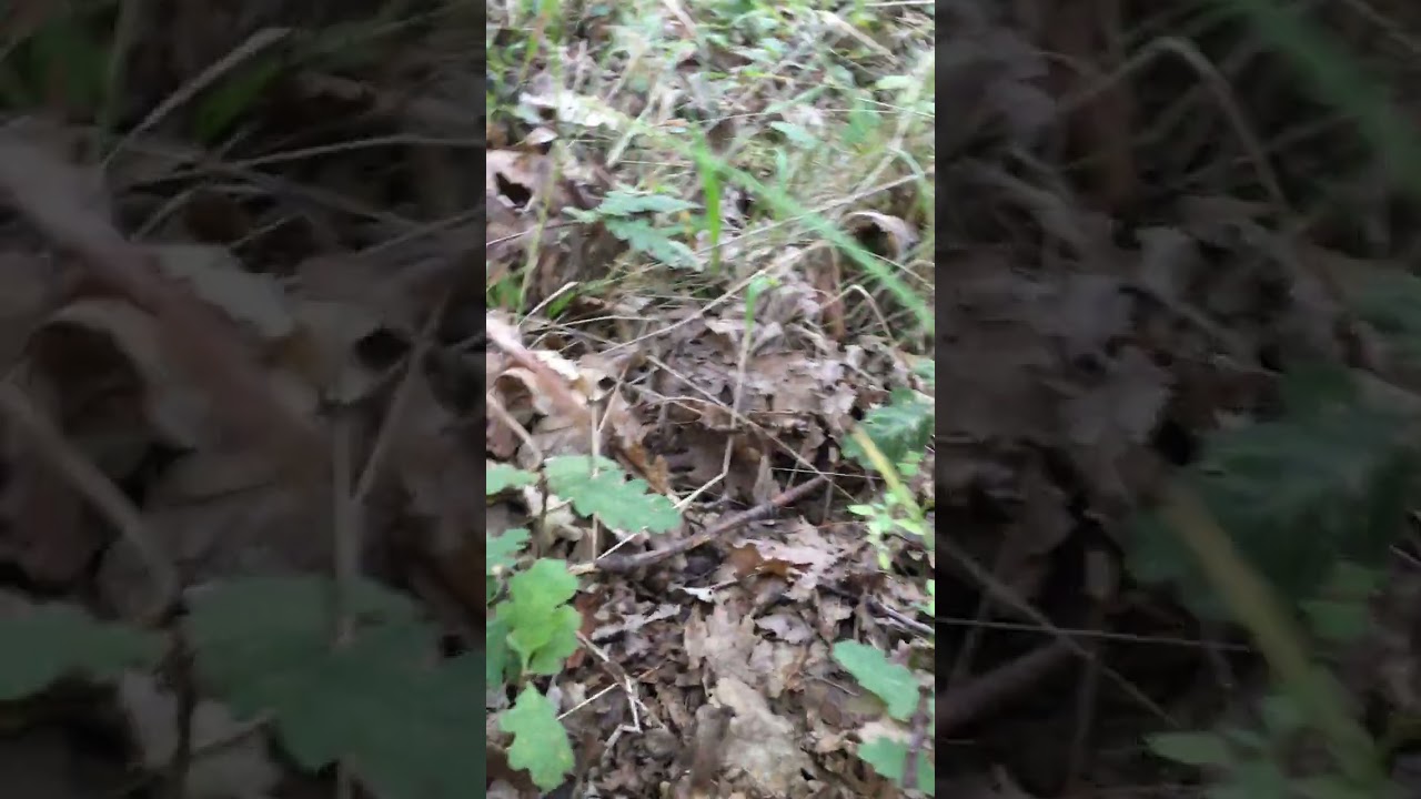 Porcini neri di nascita! Quando arrivi prima ecco come sono! 