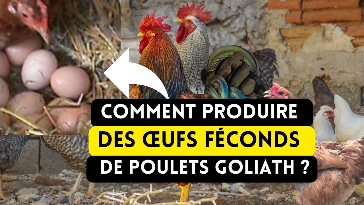 Comment Produire Des Œufs Féconds de Poulets Goliath ?