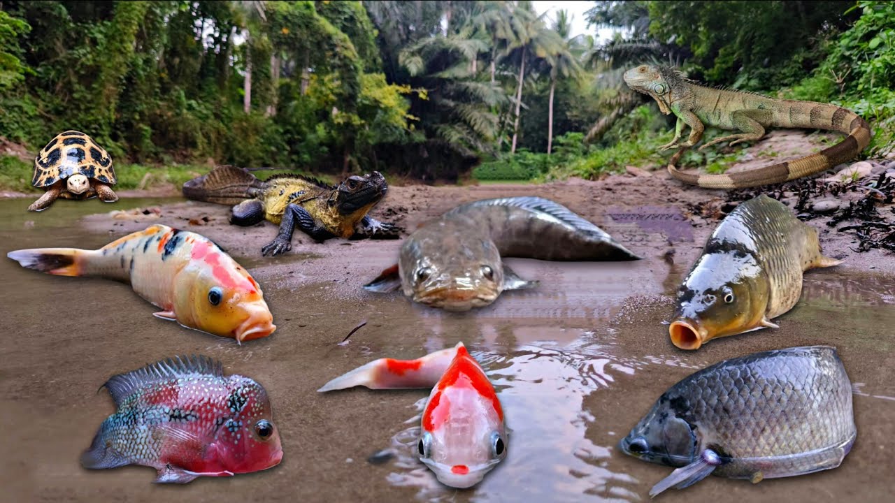 Wadidau! Finding Snakehead Fish, Gourami Fish, Koi Fish, Louhan Fish, Turtle, Crab, Iguana, Gecko