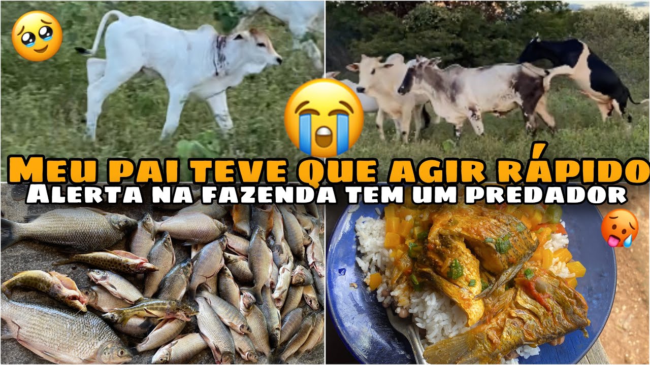 ATAQUE NOS GADO PEGAMOS A MOTO E FOMOS ATRÁS DO PREDADOR (FOI POR POUCO ESSA)😱