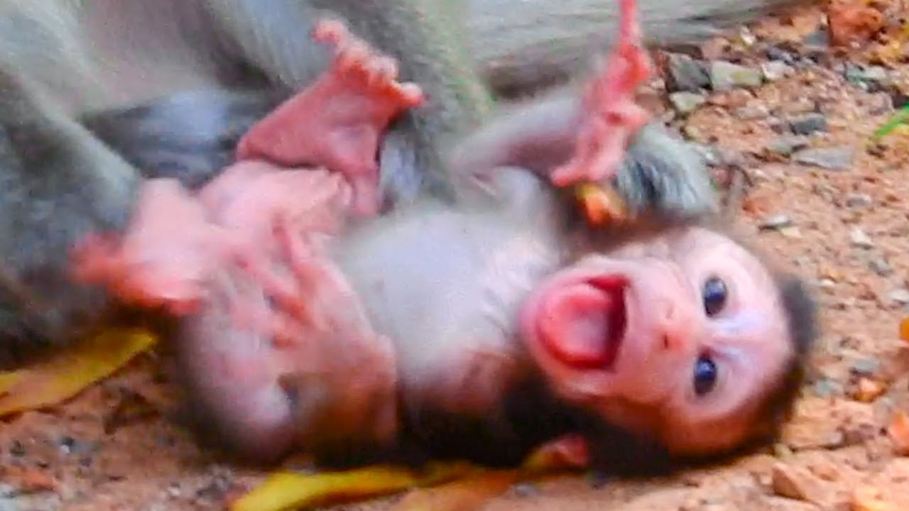 How newborn Ara suffered with that ANNA, Ara will die of hunger & beatings, Anna has no milk