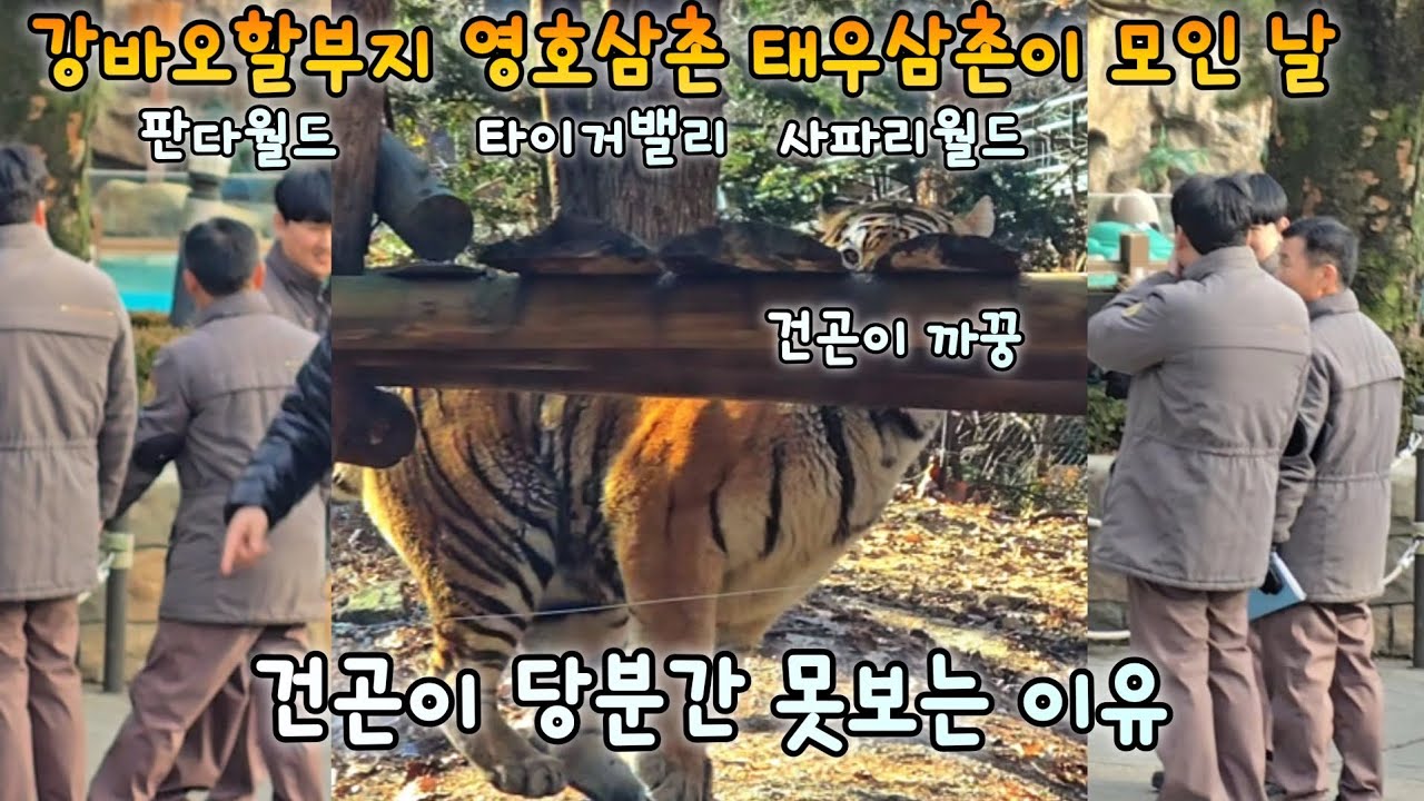 에버랜드 한국호랑이 태호 건곤이가 휴가가고 아름 다운 우리 나라가 부러워하는 영상💕Everland Amurtiger Areum Daun Woori Nara Taeho Geongon