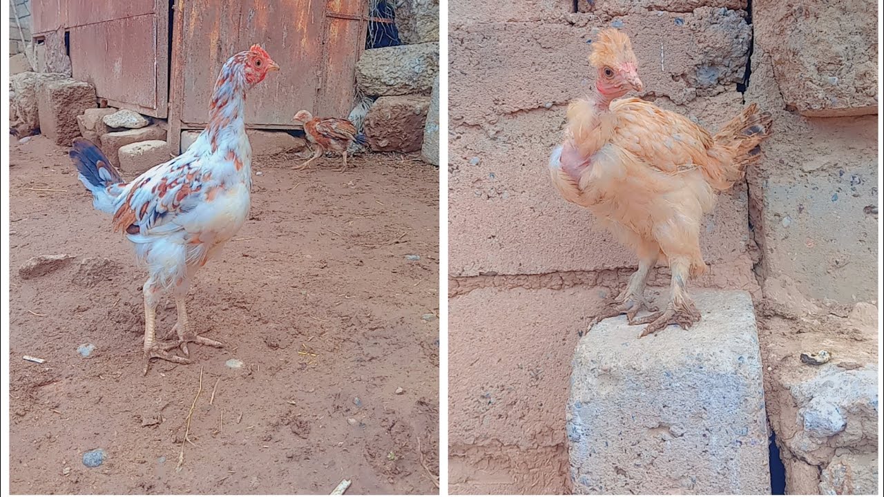 شلون نخلي الحوش مليان افراخ 🐤🐥لايك واشتراك