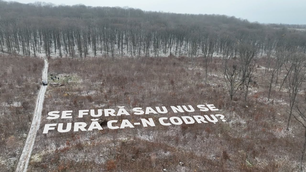 Cine ne taie pădurile? Cazul din ocolul silvic Bujor