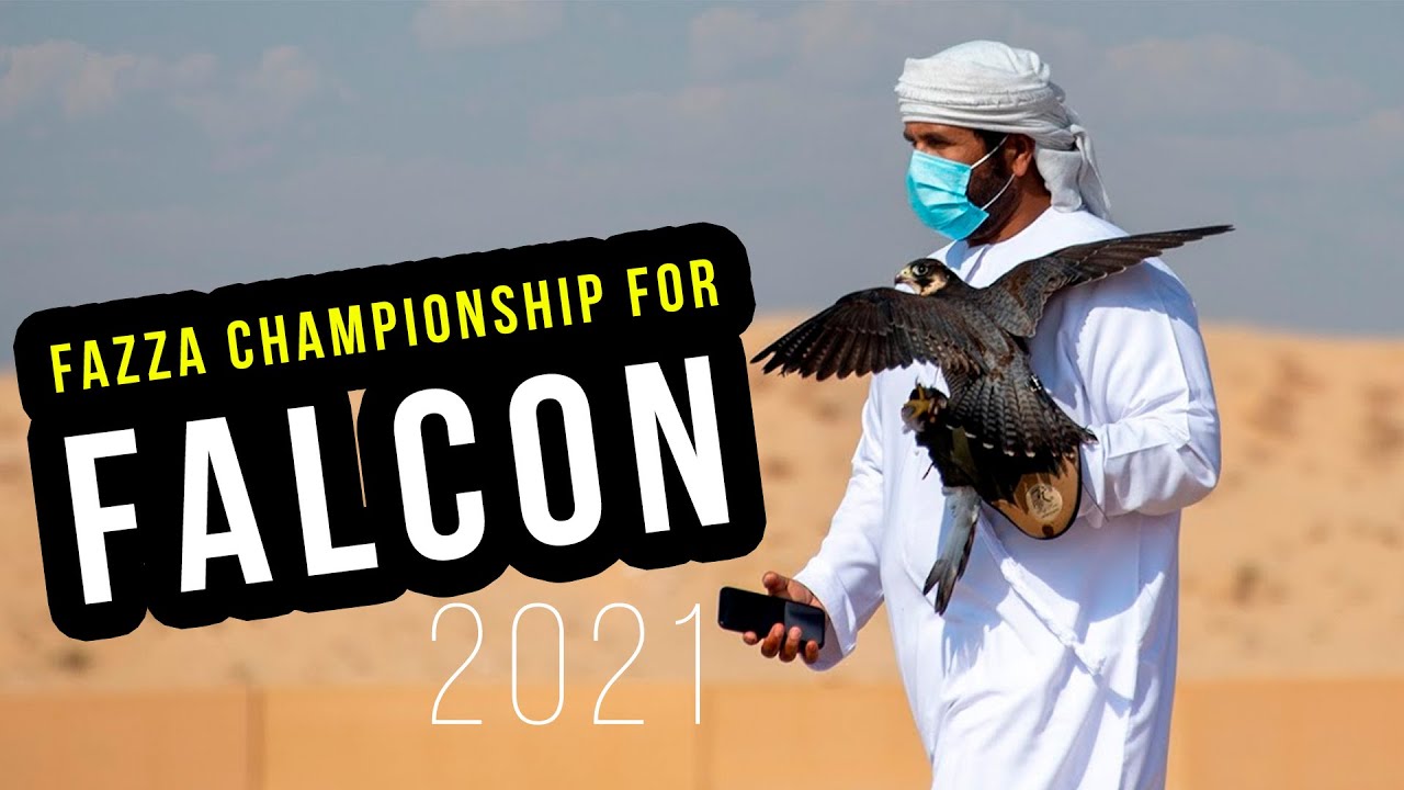Fazza Championship for Falconry &ndash; Live Prey | Birds | Falcon flying in Dubai | National bird of UAE
