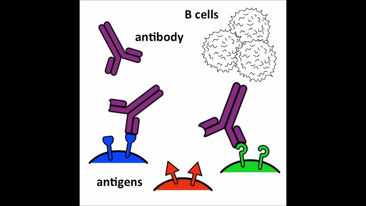Antibodies - an introduction