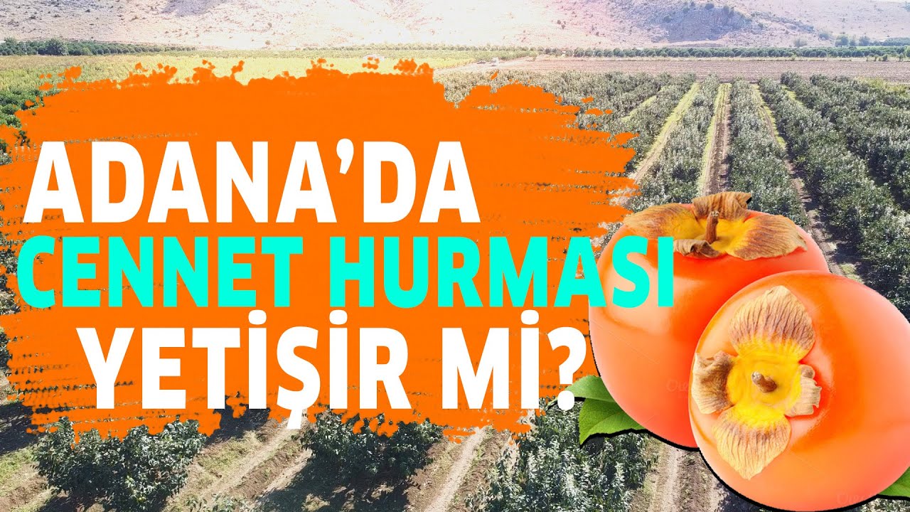 Adana'da Cennet Hurması Yetişir Mi? - Tarımda Başarı