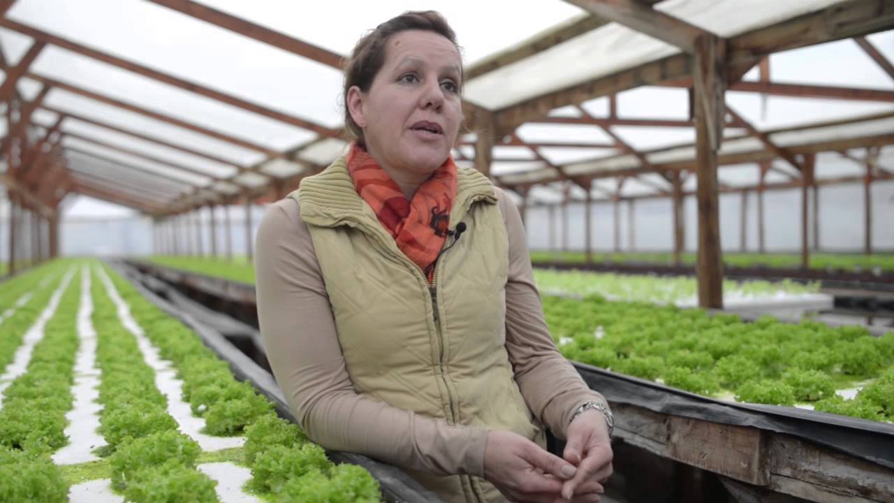 50 Videocasos- Hidroponías San Sebastián-Gestión