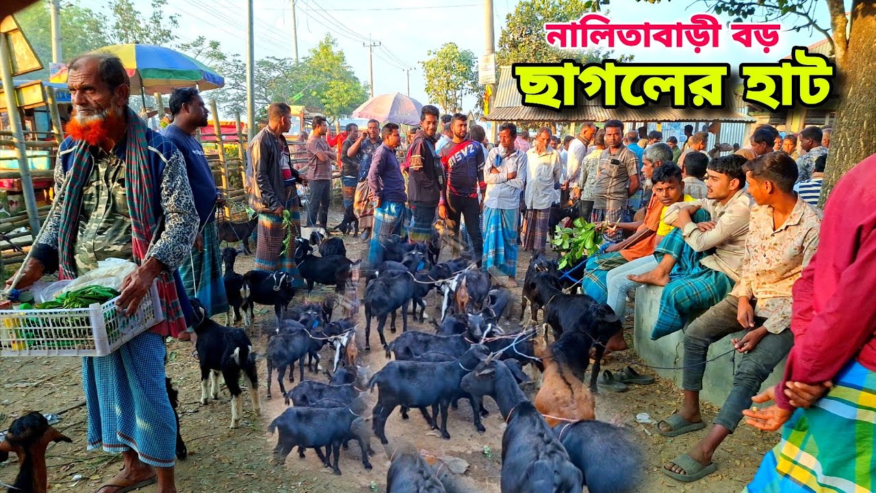 দেশি ছাগলের রাজ্য নালিতাবাড়ী হাট | goat market price in Bangladesh sherpur | Bangla cow