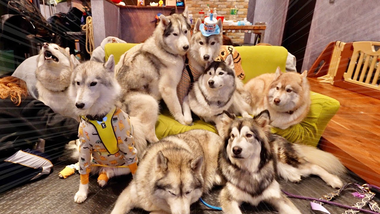 【大迫力】8頭のハスキーズ大集合したらわちゃわちゃすぎた・・・笑　【シベリアンハスキー】