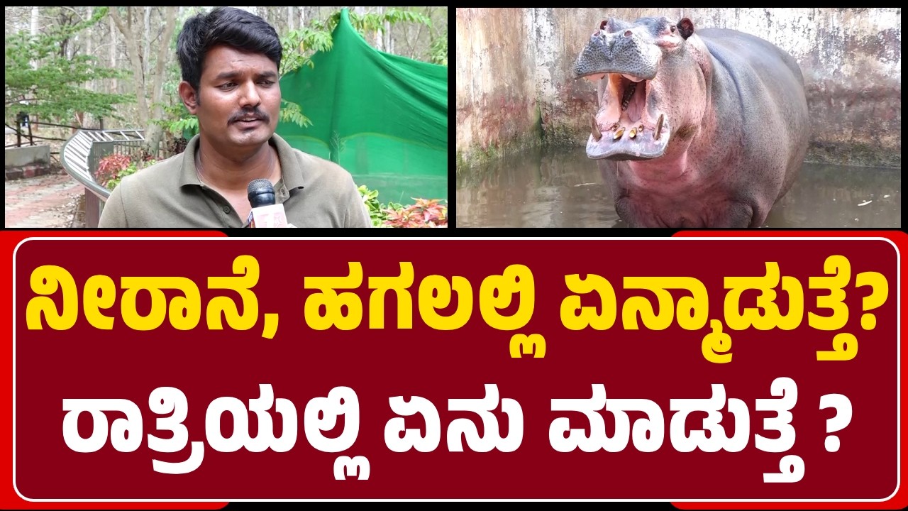 Care Taker Pavan : Hippopotamus ಯಾವಾಗ Panic ಆಗುತ್ತೆ? ಯಾವಾಗ Aggressive ಆಗುತ್ತೆ? |@newsfirstshivamogga