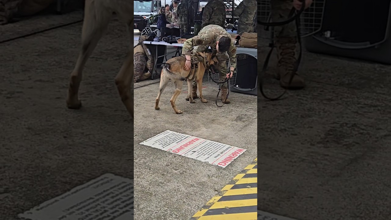 Security Force's handlers have the best job in the Air Force #shorts #usaf #military