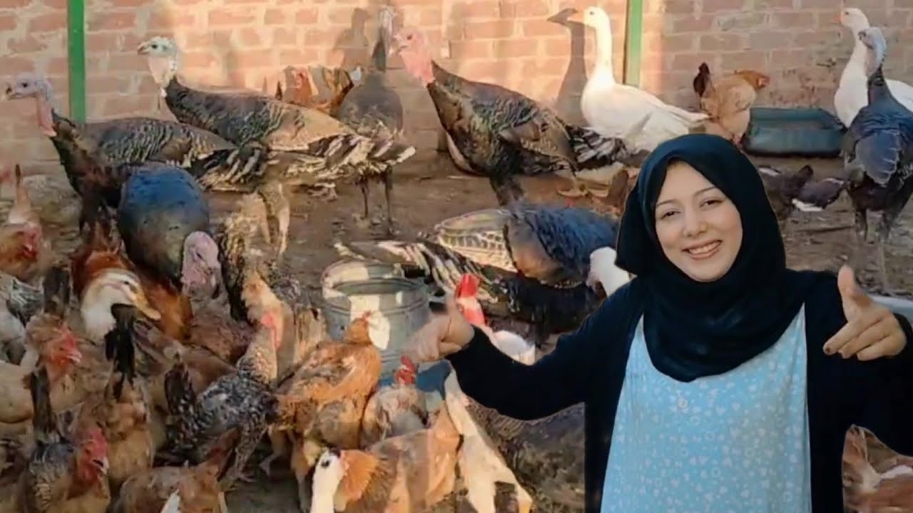 الرد على كل الاسئله مفاجأة تربية الوز تربية الرومى البلدى تربية البط المسكوفى تربية الفراخ البلدى