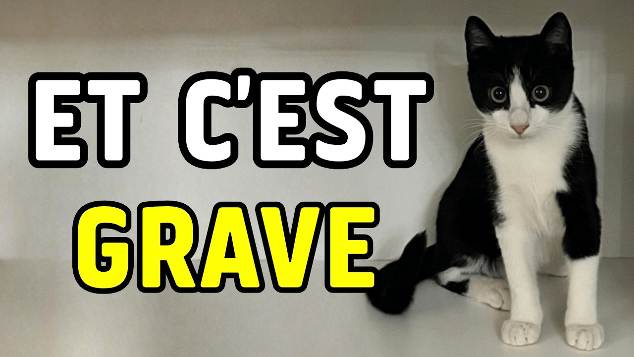 Tout ce que vous ignorez sur votre chat.