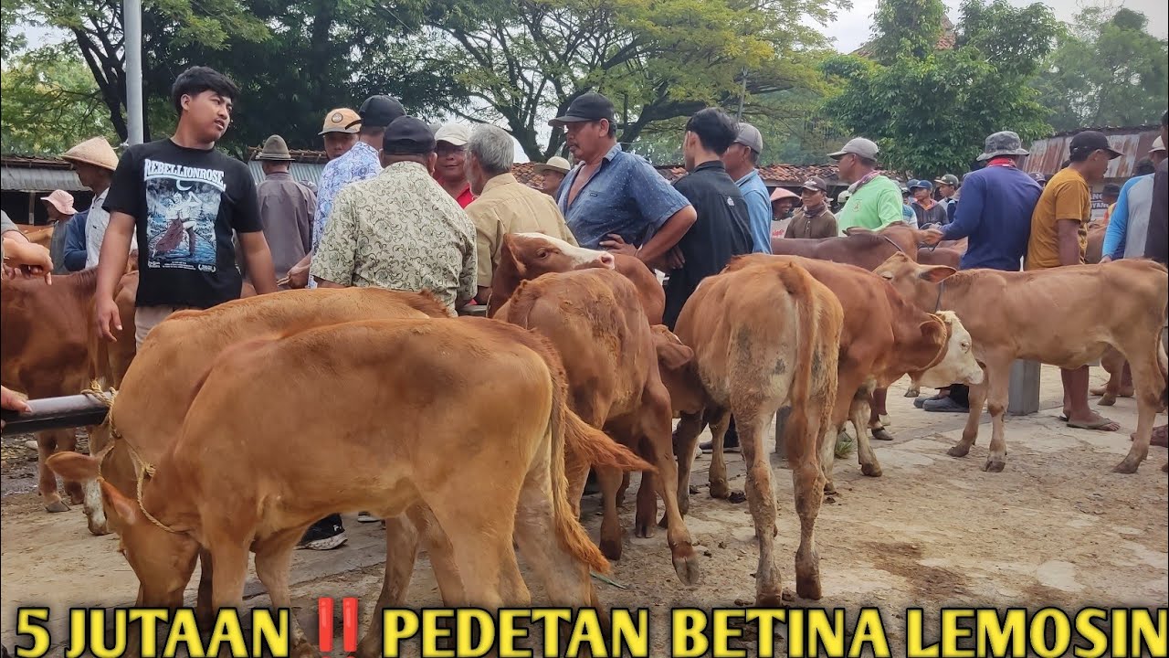 TERMURAH‼️HARGA PEDETAN BETINA HARI INI 5 JUTA DAPET PEDET LIMOSIN SUPER,pedet murah,harga pedet