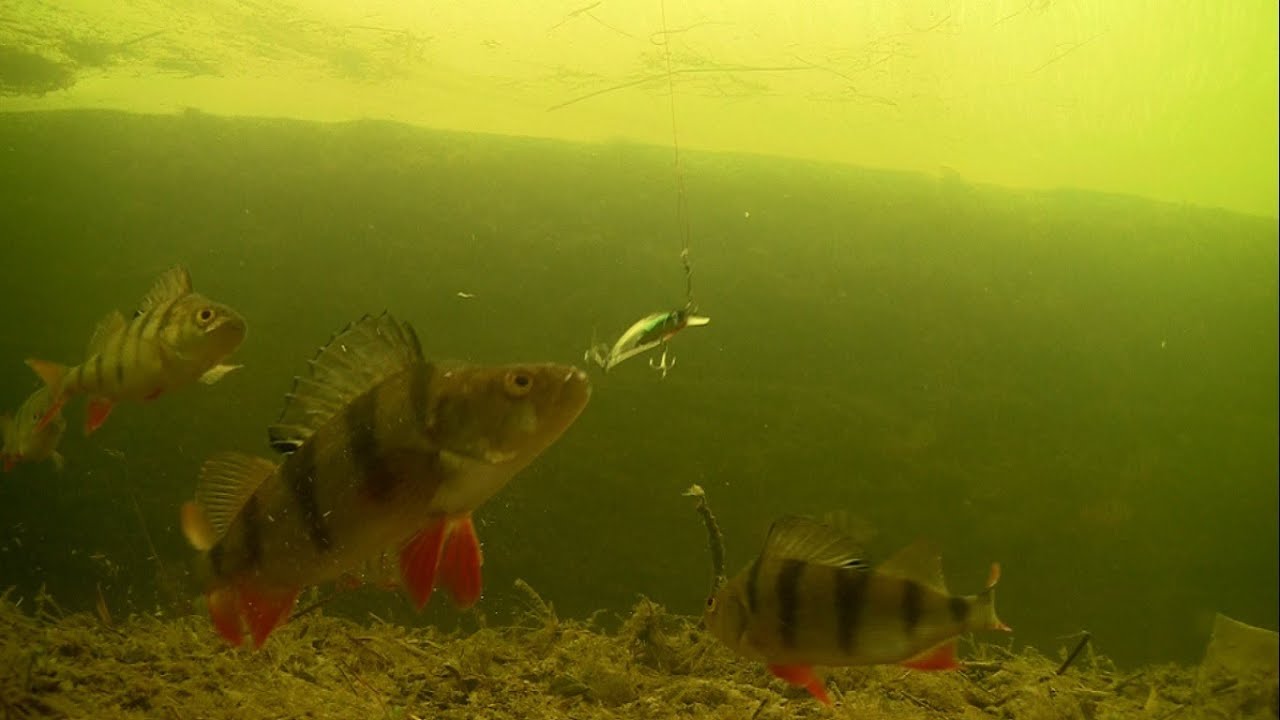 Fishing wt lures: Perch attacks Toto. Рыбалка джиг окунь атакует Тото. Aborre Baars Barsch.