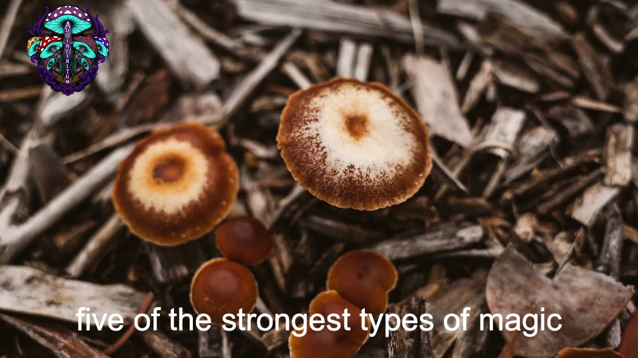 5 strongest Magic Mushrooms