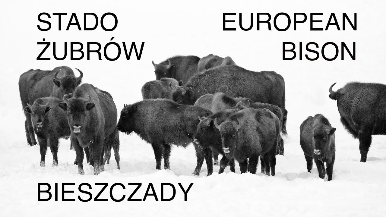 Stado żubrów w Bieszczadach. European bison herd. Wildlife photography. Z życia fotografów przyrody.