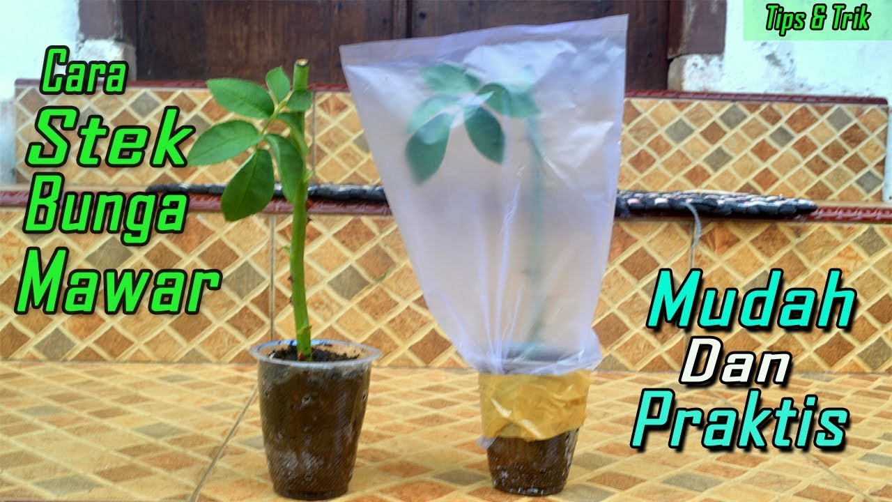 Cara Stek Bunga Mawar yang Sangat Mudah
