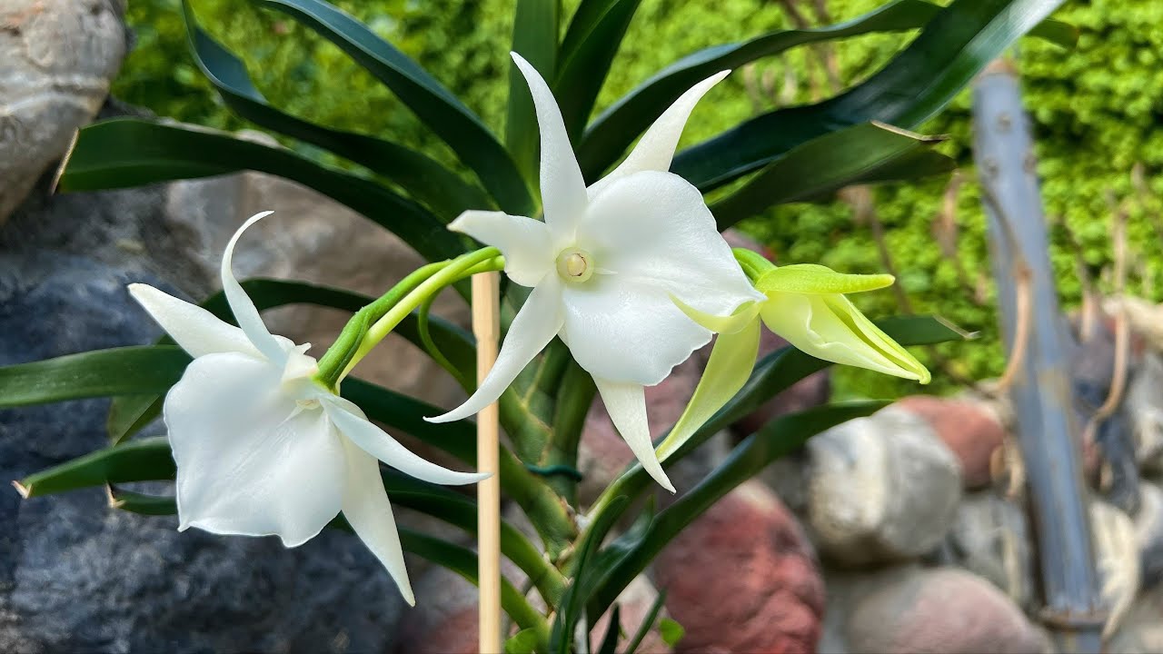 Angraecum Veitchii ? Angraecum Lady Lisa ? ☺️Цветение 2022. И новая орхидея в коллекции.